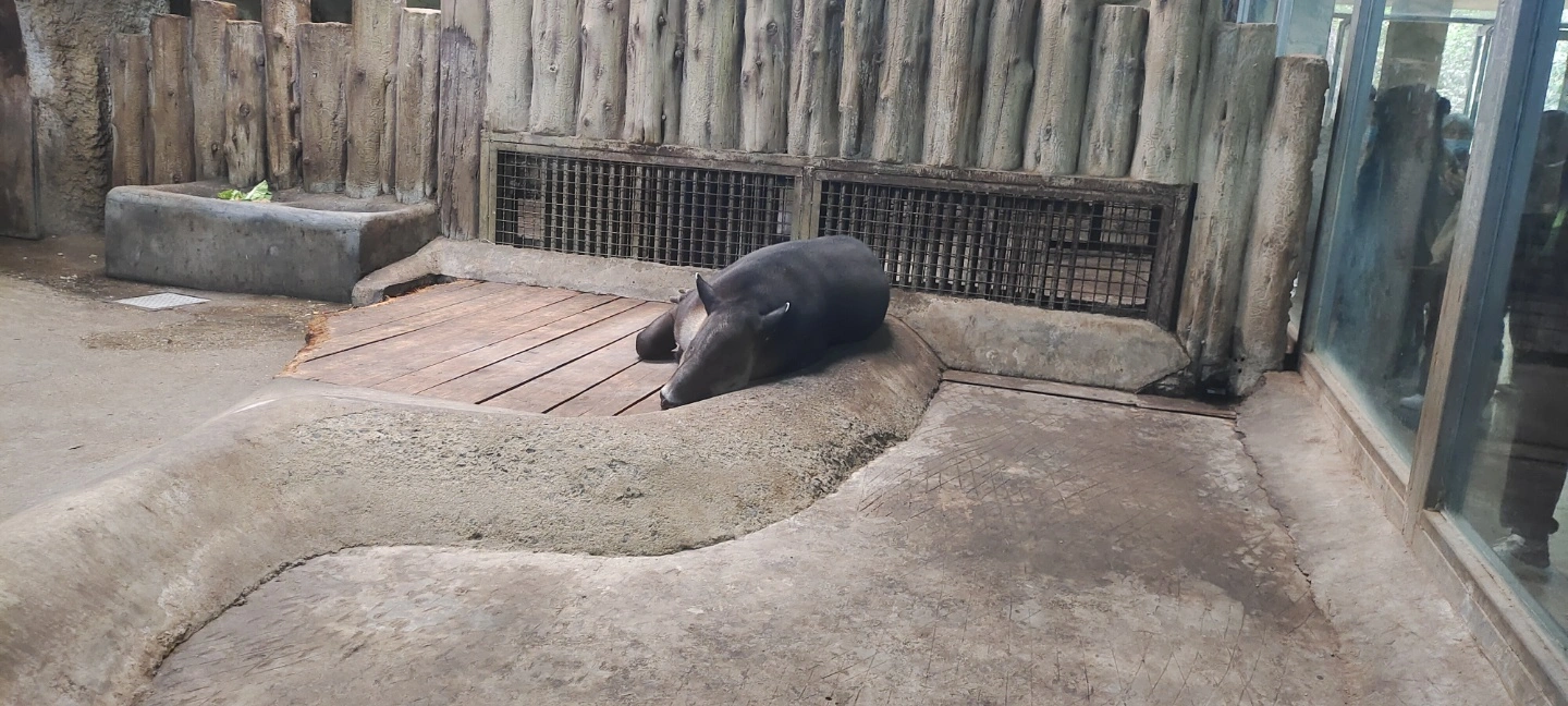 风景动物预览